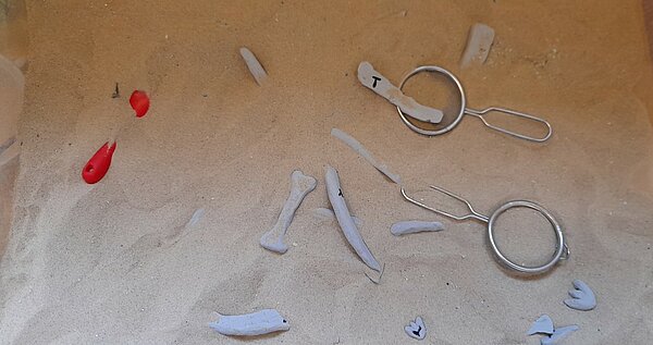 Kinder können "Knochen" ausgraben