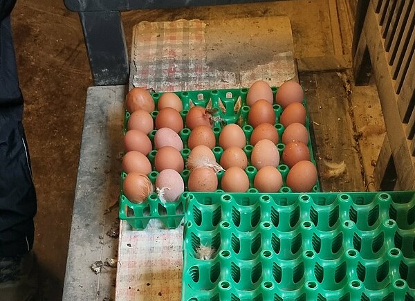 Kinder haben Eier gesammelt