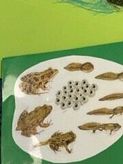 Selbstgestaltetes Plakat zum Thema Frosch