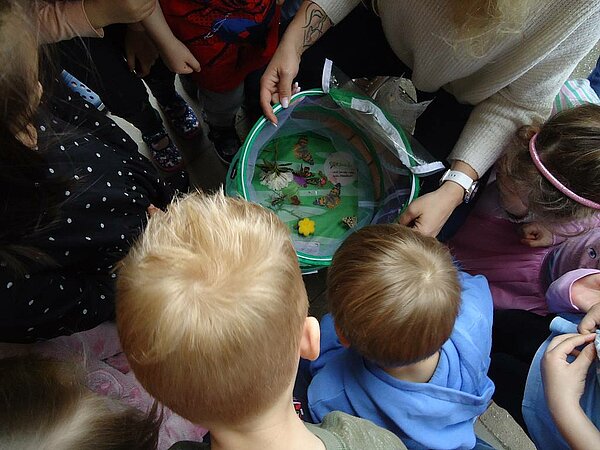 Kinder betrachten Schmetterlinge in Zuchtset