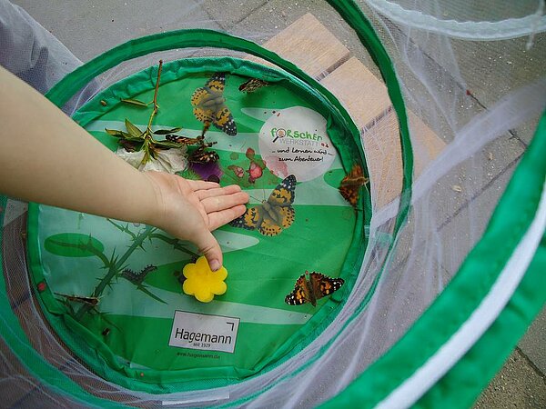 Kinder betrachten Schmetterlinge in Zuchtset